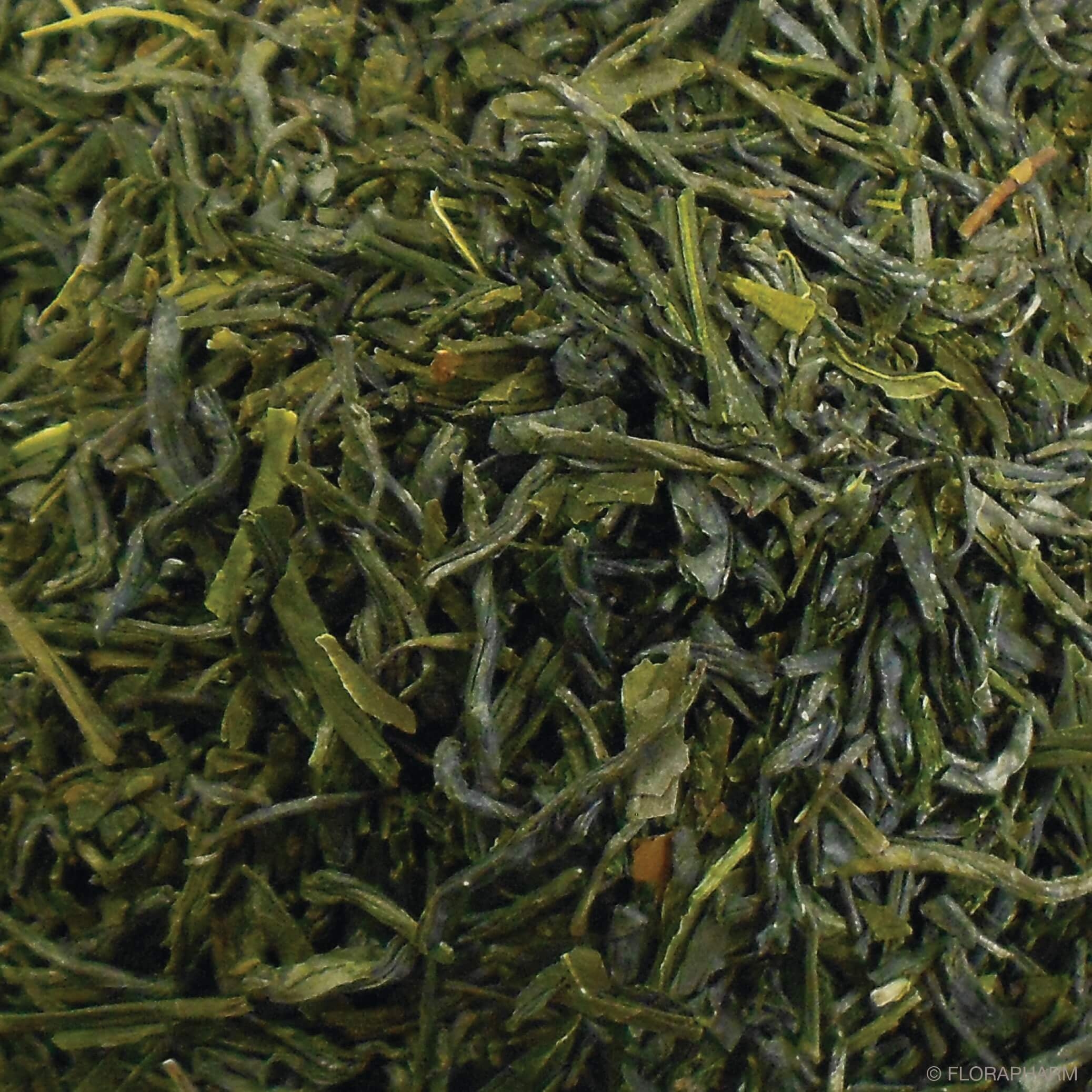 Ogasa - Grüntee
