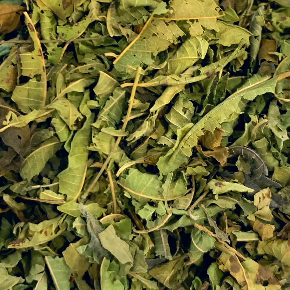Eisenkraut - Verbena / Verbenenkraut - Zitronenverbene 