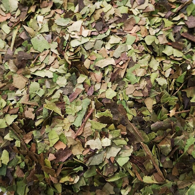 Guayusa
